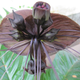 Illustration for article titled Why Did Plants Evolve These Weird and Horrific Flowers?